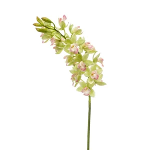 cymbidium-mini