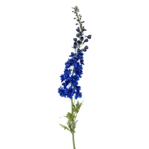 delphinium BLUE