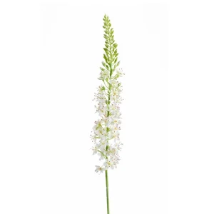 eremurus-tak-creme-h105