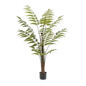 fern-palm