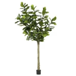 ficus-lyrata