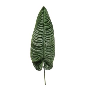 giant-alocasia-leaf