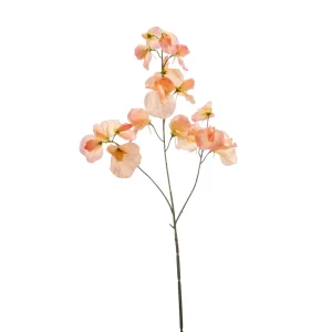 lathyrus-peach-h75