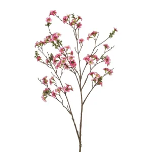 Fir Leptospermum Roze H105