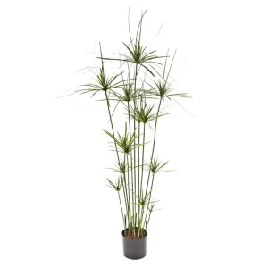 papyrus-deluxe-plant