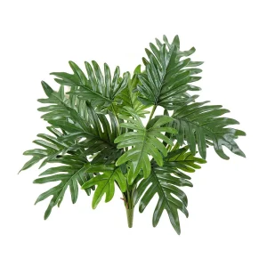 Philodendron H50 Steker