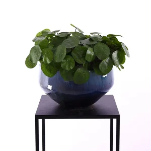 pilea-branch-plug 2