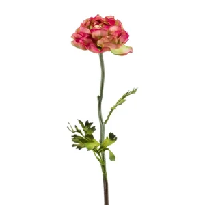 ranunculus-branch