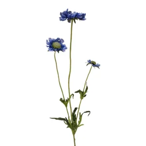 scabiosa-branch