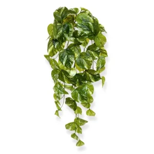 scindapsus-pothos-hanging-plant